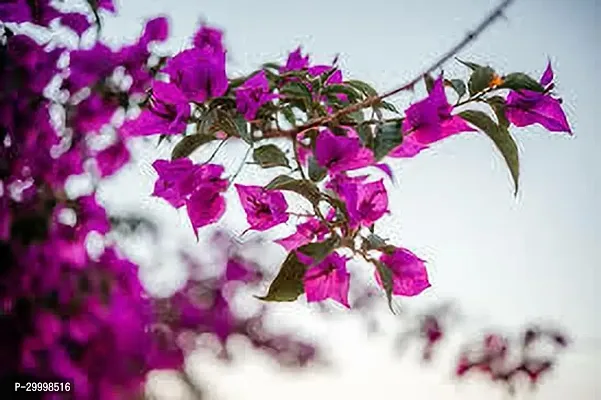 Fulmala Nursery Bougainvillea Plant-thumb0