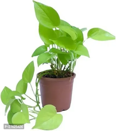 Fulmala NurseryBetel Leaf Plant[DF0213]