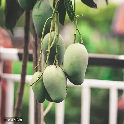 Natural Mango Plant-thumb0