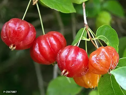 Natural Cherry Fruit Plant