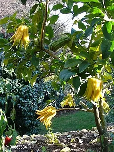 Fulmala Nursery Lemon Plant