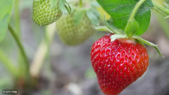 Fulmala Nursery Hybrid Strawberry Plant[FM1476]-thumb0