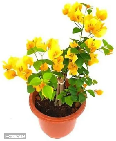 Fulmala Nursery  Baugainvillea Plant-thumb0