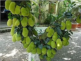 Fulmala NurseryJackfruit Plant[DF0415]-thumb1