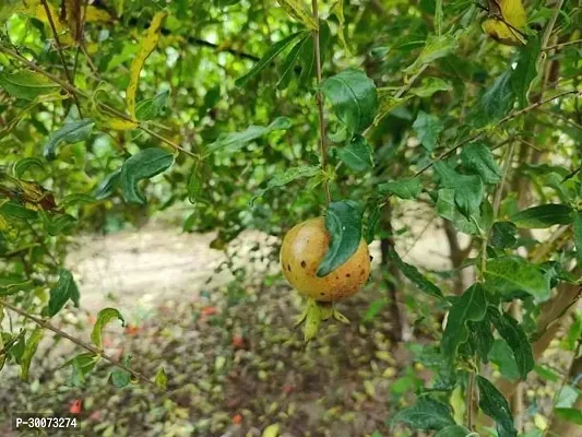 Fulmala Nursery Pomegranate Plant-thumb0