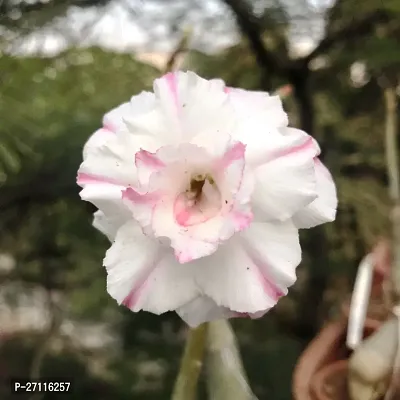 Fulmala Nursery Hybrid Adenium Plant[FM926]-thumb0