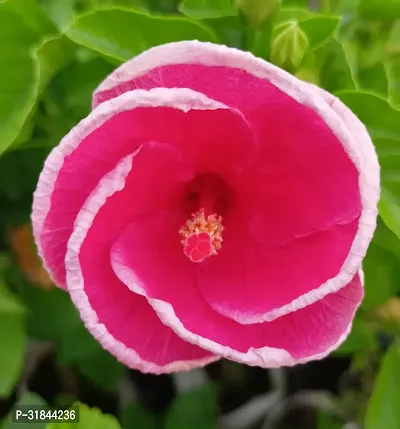 Fulmala Nursery Hibiscus Plant -As102-thumb0