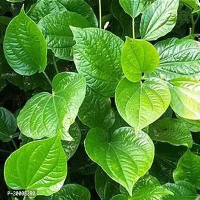 Fulmala Nursery Betal Leaf Plant-thumb0