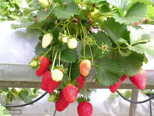 Fulmala NurseryStrawberry Plant[FM2991]