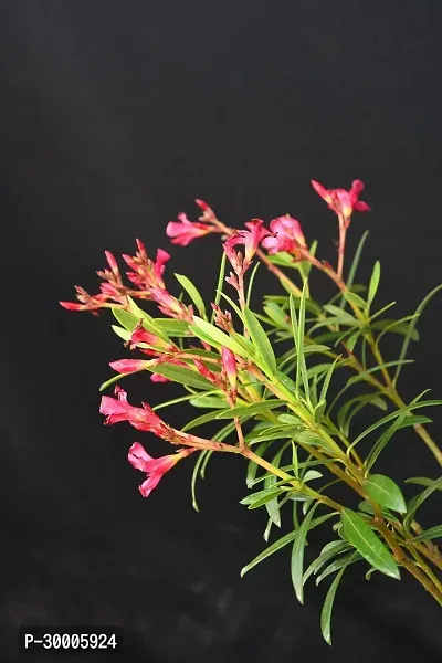 Fulmala Nursery Oleander Plant-thumb0