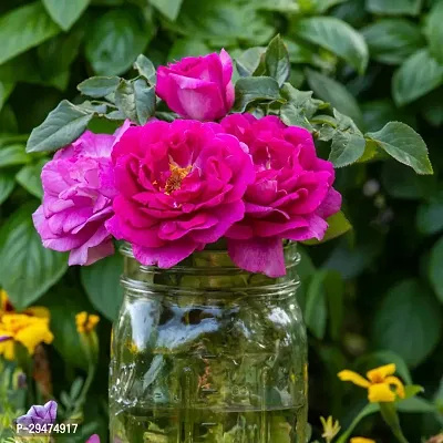 Natural Rose Plant-thumb0