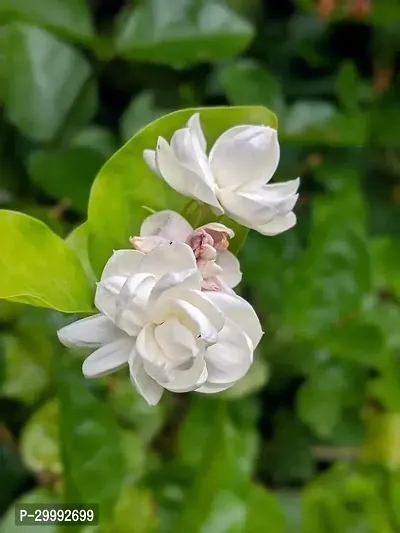 Fulmala Nursery  Jasmine Plant