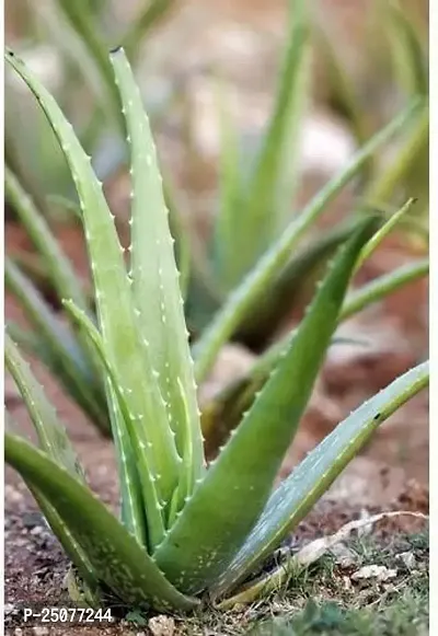 Aloe Vera Plant Esey To Grow No Nead To Extra Care Hybrid Plant For Yor Garden And your Home-thumb0