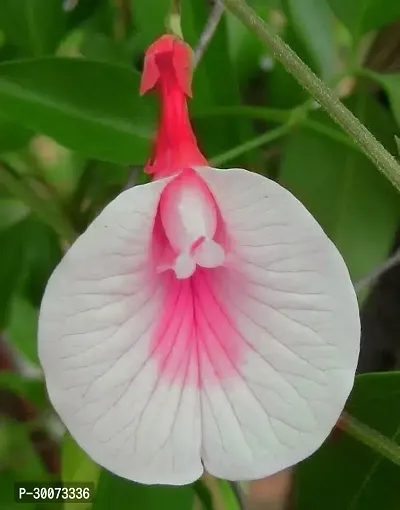 Fulmala Nursery Aparajita/ Butterfly Pea Plant