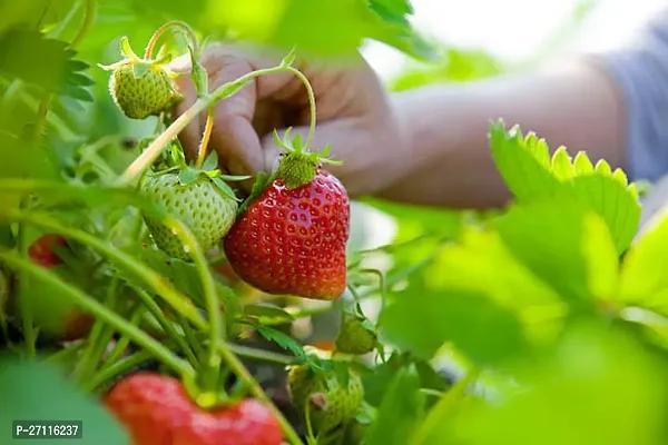 Fulmala Nursery Hybrid Strawberry Plant[FM906]