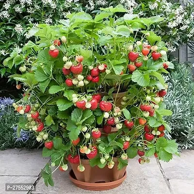 Fulmala NurseryStrawberry Plant[FM2695]-thumb0