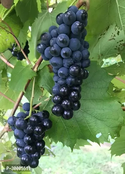 Fulmala Nursery Grapes Plant-thumb2