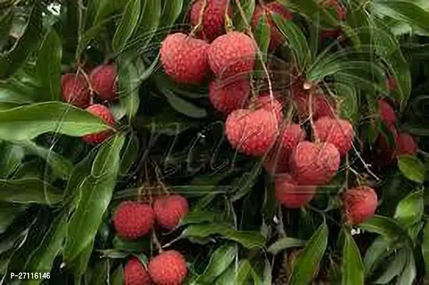 Fulmala Nursery Hybrid Litchi Plant[FM816]-thumb0