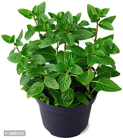 Fulmala Nursery Mint Plant-thumb0