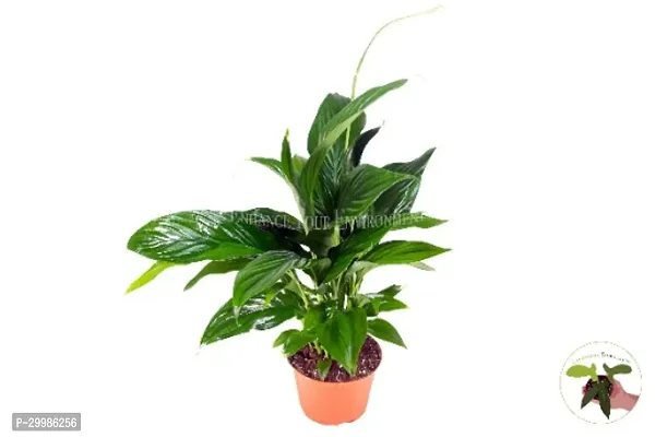 Peace Lily Flower Plant for Easy Care and Indoor Air Freshness-thumb0