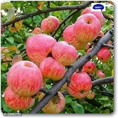 Fulmala Nursery  Apple Plant-thumb0