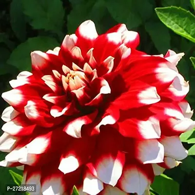 Fulama Nursery HybridDahlia Plant[FM1912]-thumb0