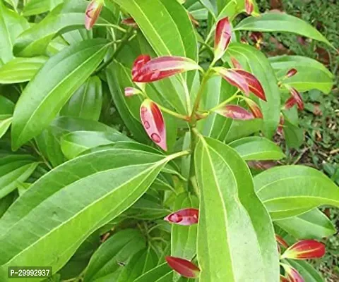 Fulmala Nursery  Cinnamon Plant-thumb0