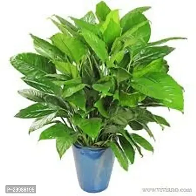 Indoor Peace Lily Plant for Natural Decor and Air Purifying-thumb0