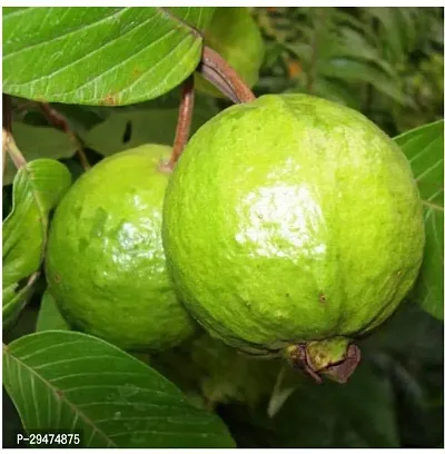 Natural Guava Plant-thumb0