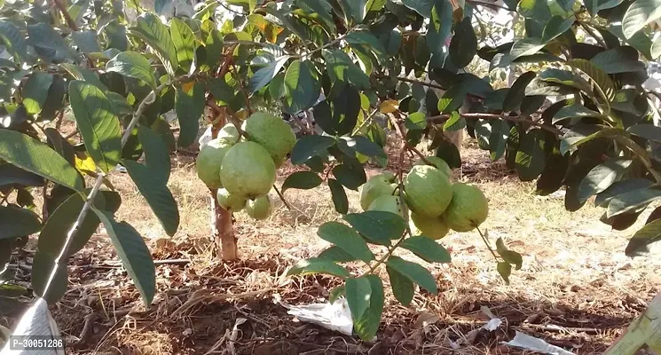 Fulmala Nursery Guava Plant-thumb0