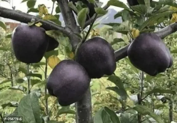 Custard Apple Plant Esey To Grow No Nead To Extra Care Hybrid Plant For Yor Garden And your Home-thumb0