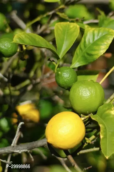 Fulmala Nursery Lemon Plant