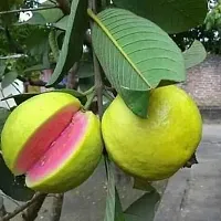 Fulmala Nursery Hybrid Guava Plant[FM1058]-thumb1