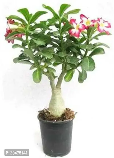 Natural Adenium Plant-thumb0