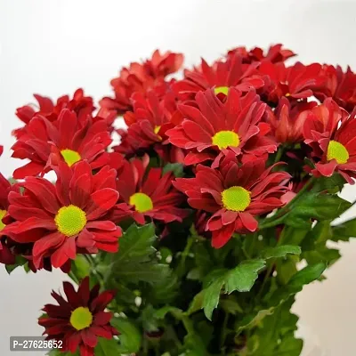 Fulmala NurseryChrysanthemums/ Guldavari Plant[DF0409]