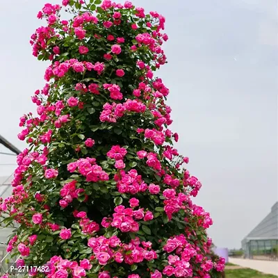 Fulmala Nursery Hybrid Rose Plant[FM1559]-thumb0