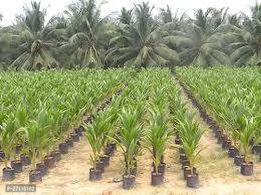 Fulmala Nursery Hybrid Coconut Plant[FM832]-thumb0