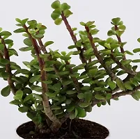 Fulama Nursery HybridJade Plant[FM1608]-thumb1