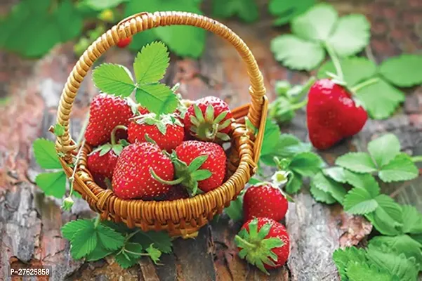 Fulmala NurseryStrawberry Plant[DF0592]