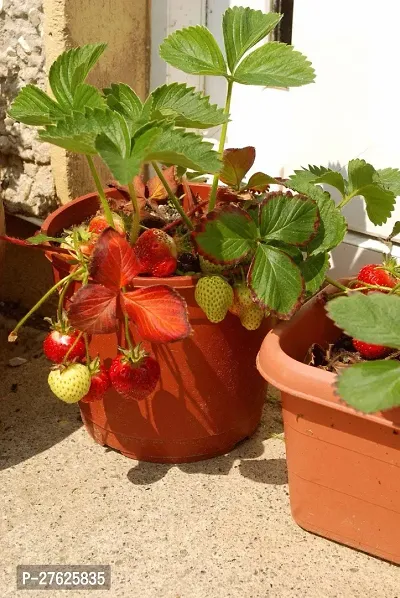 Fulmala NurseryStrawberry Plant[DF0583]-thumb0