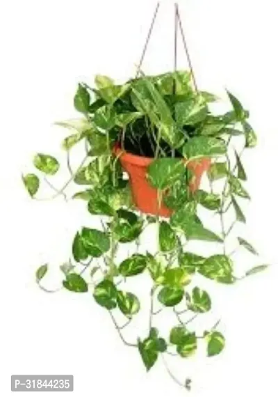 Fulmala Nursery Money Plant -As101