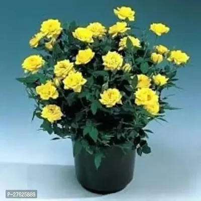 Fulmala NurseryChrysanthemums/ Guldavari Plant[DF0622]-thumb0