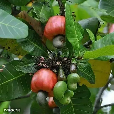 Fulmala Nursery Cashew Apple Plant