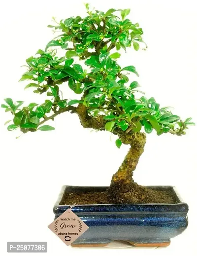 Ficus Bonsai Plant Esey To Grow No Nead To Extra Care Hybrid Plant For Yor Garden And your Home-thumb0