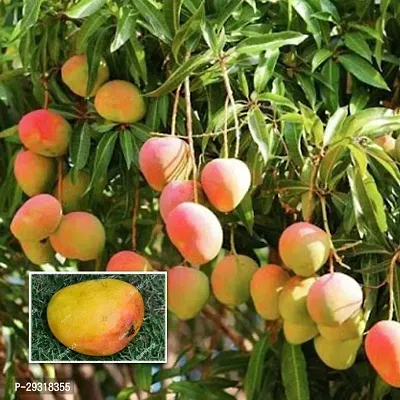 Mango Plant