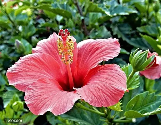 Fulmala Nursery  Hibiscus Plant-thumb0