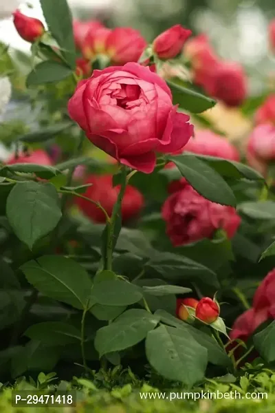 Natural Rose Plant-thumb0