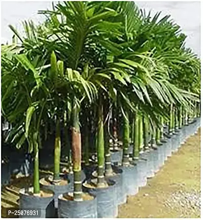 Betel Nut/Supari Plant Esey To Grow No Nead To Extra Care Hybrid Plant For Yor Garden And your Home