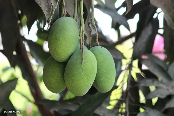 Natural Mango Plant-thumb0