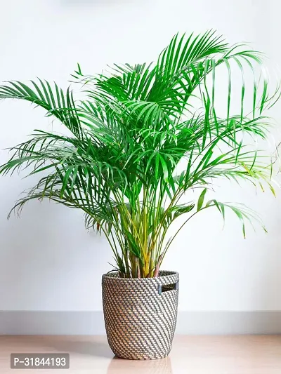 Fulmala Nursery Areca Palm -As59-thumb0